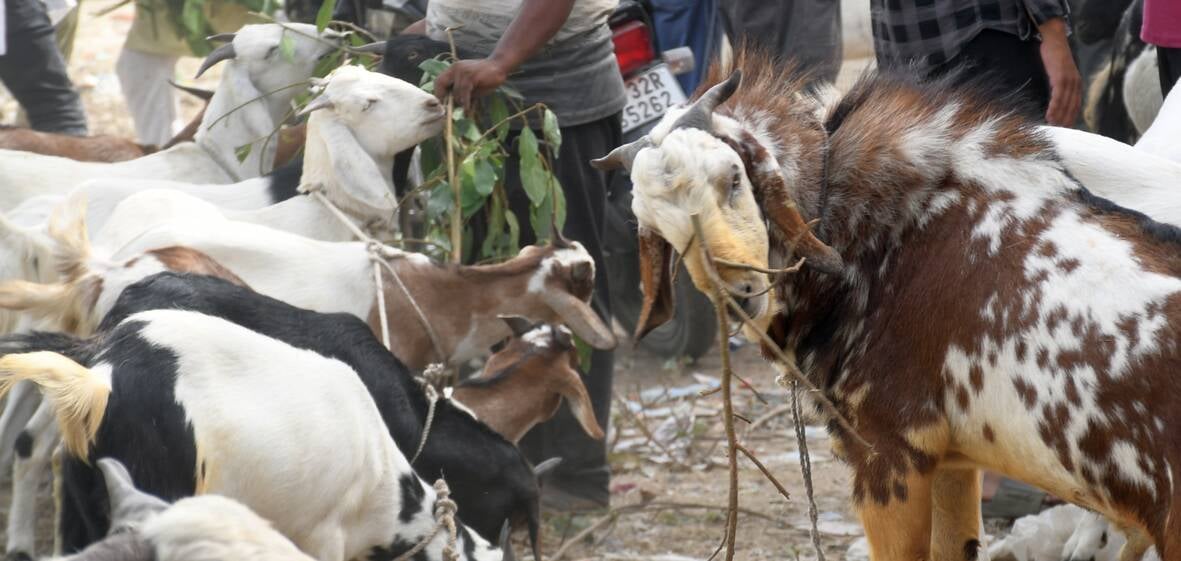 बकरा मंडी में उमड़े खरीदार।