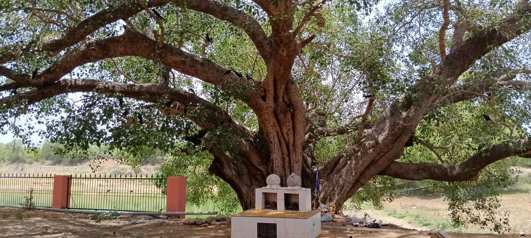 फोटो संख्या:51 गांव पाली स्थित बाबा जयरामदास मंदिर। संवाद