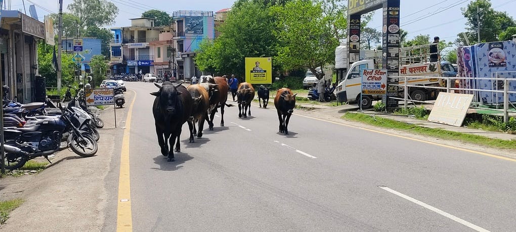 मैहरे बाजार में सड़क पर गुजर रहे पशु के जाने का इंतजार करता हुआ ट्रक चालक। संवाद