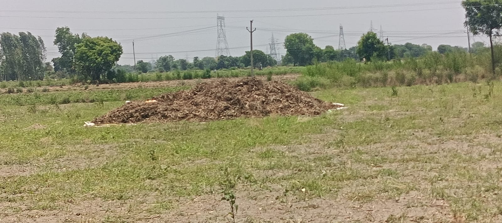 फोटो -10- खेत में खड़ी मूंग की फसल। संवाद फोटो -10- खेत में खड़ी मूंग की फसल। संवाद