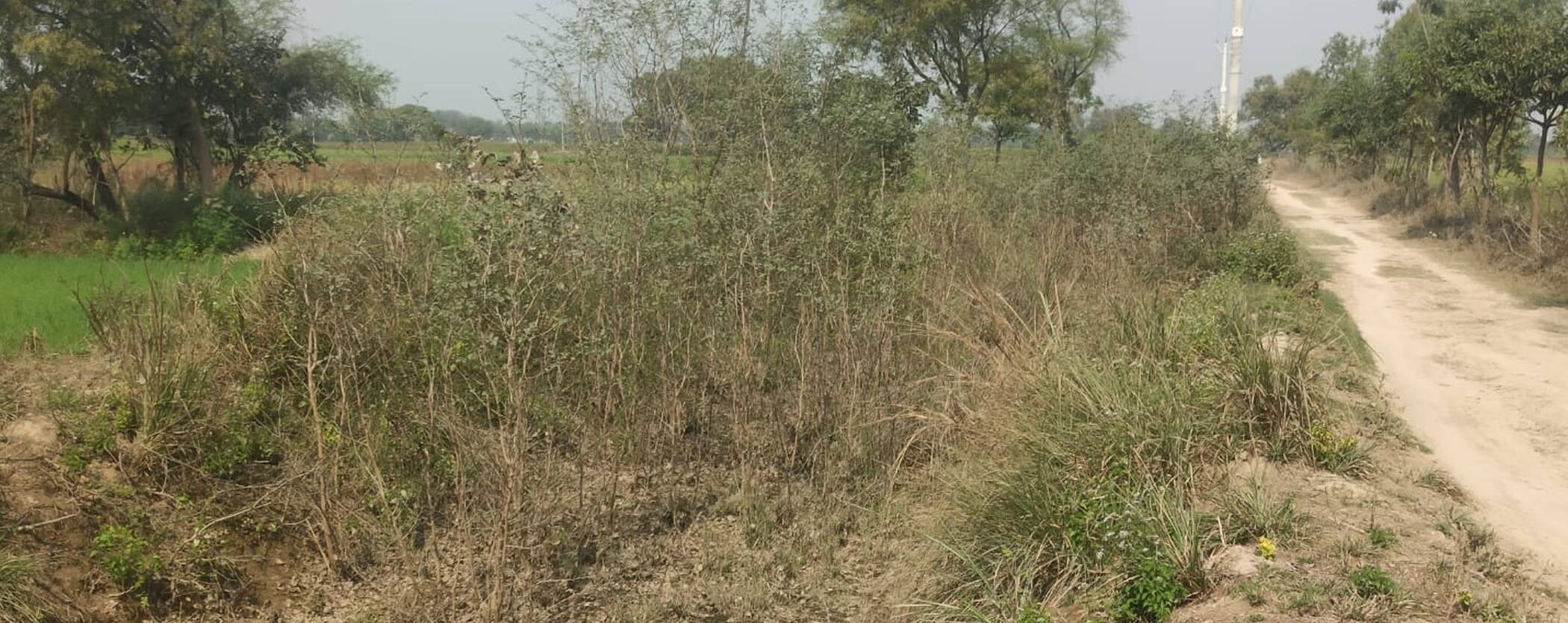 फोटो-39-हसवा रजबहा में खड़ी झाड़ी। संवाद
