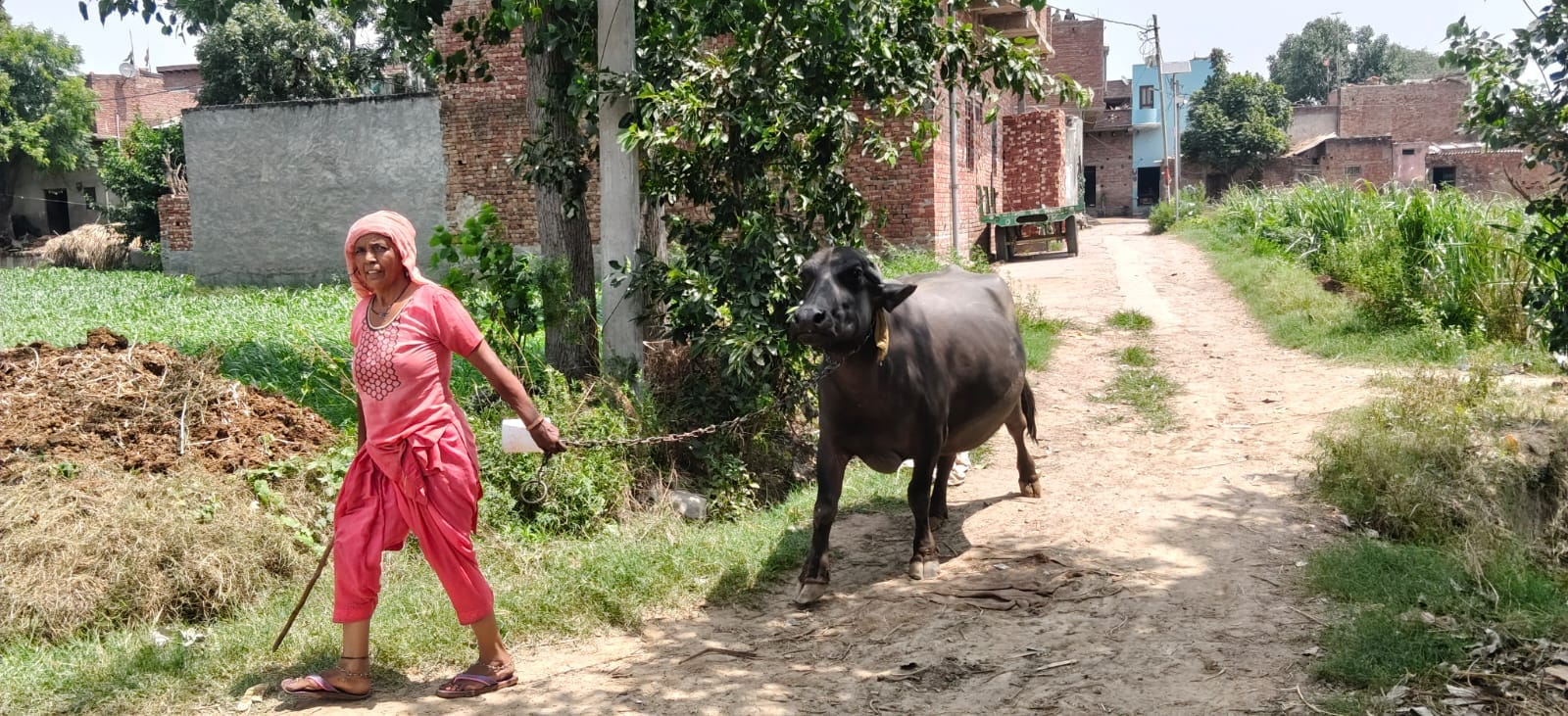 गांव सेंहटा में नलकूप से पानी लेकर जाते हुए। संवाद गांव सेंहटा में नलकूप से पानी लेकर जाते हुए। संवाद
