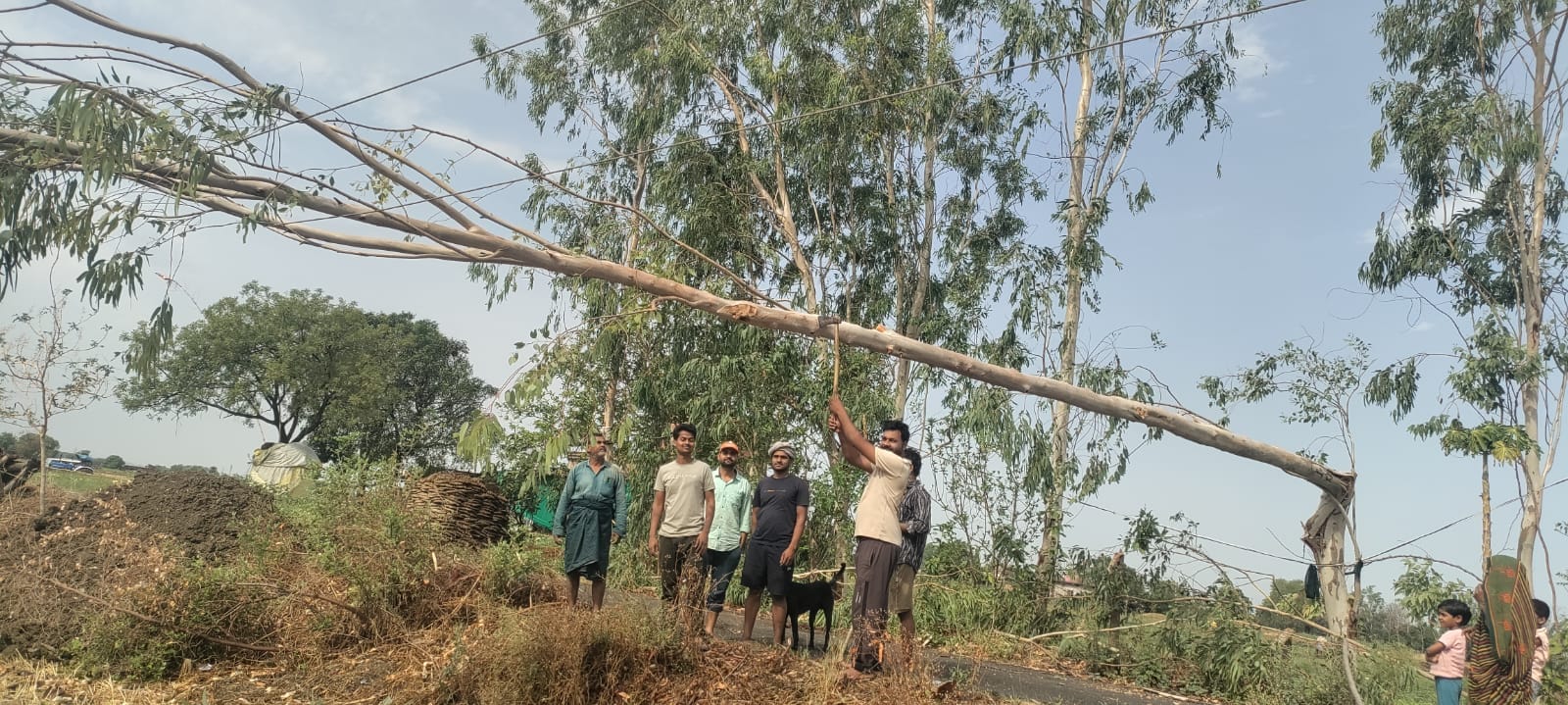 घोरावल क्षेत्र के अहरौरा गांव में खपरैल के मकान पर गिरा पेड़। स्रोत जागरूक पाठक