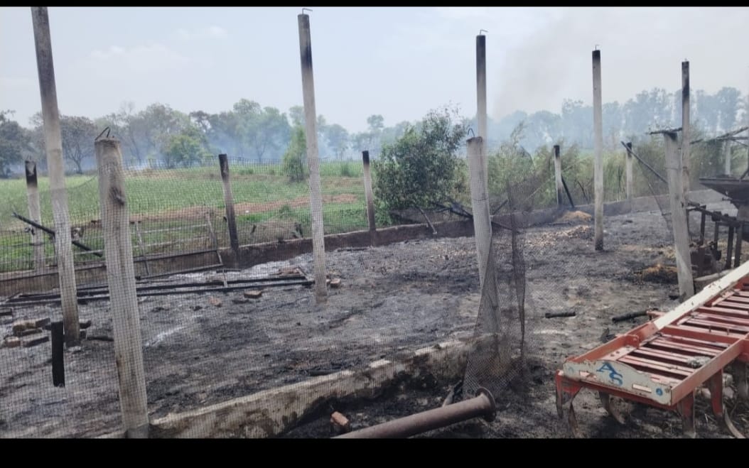 तेजपुर में डेरी में लगी आग के बाद झूम से पशु तेजपुर में डेरी में लगी आग के बाद झूम से पशु