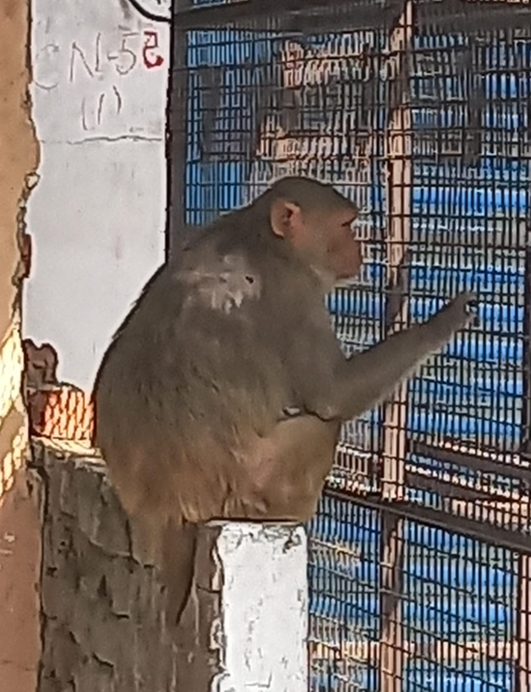 बंदरों के उत्पात से बचने के लिया  लोहे की जाली से  घर को सुरक्षित किया