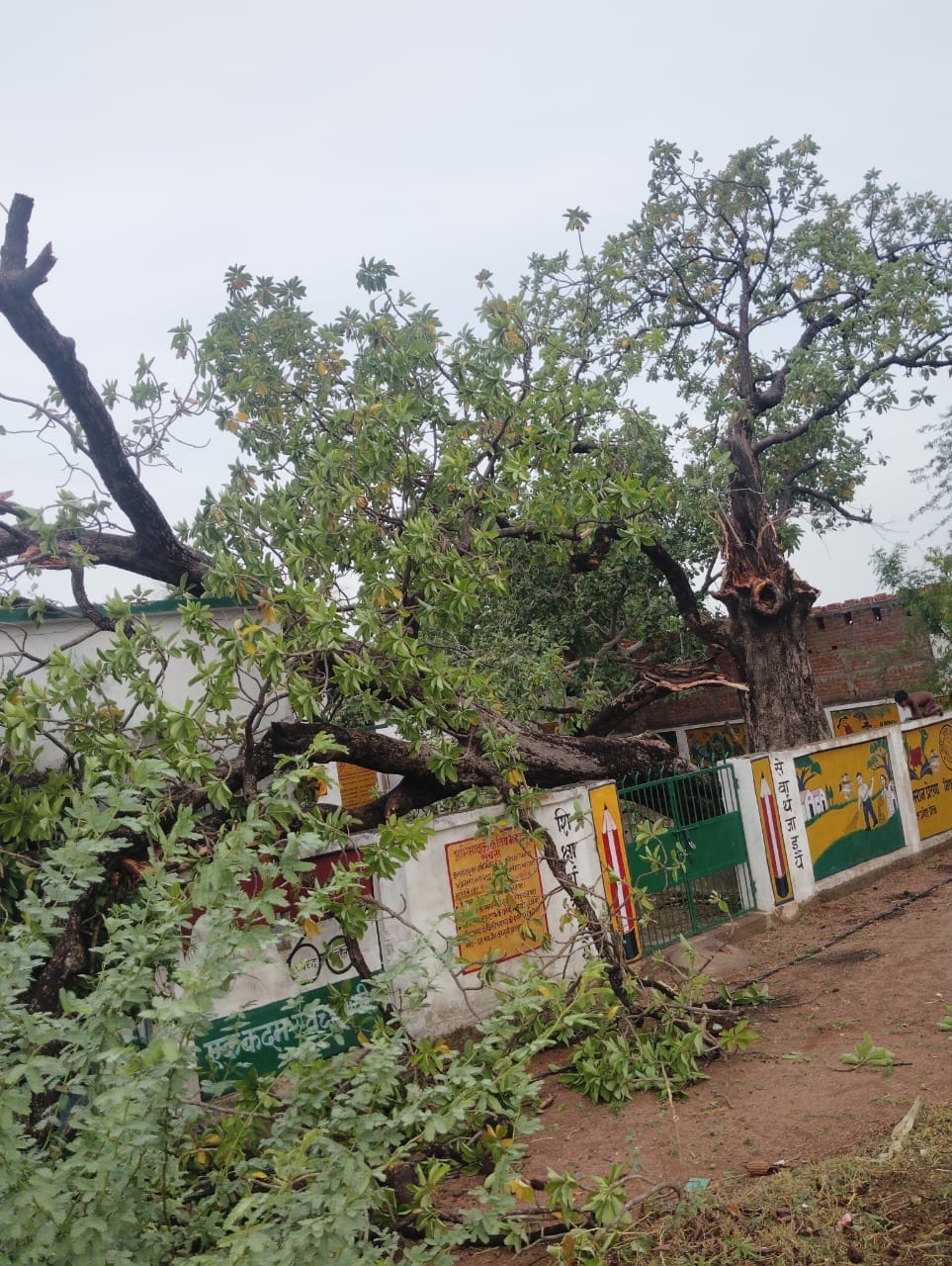 फोटो- 11 आंधी से धरासाई हुआ पीली कोठी रोड स्थित ओवरब्रिज में गिरा यूके लिप्टस का पेड़। संवाद