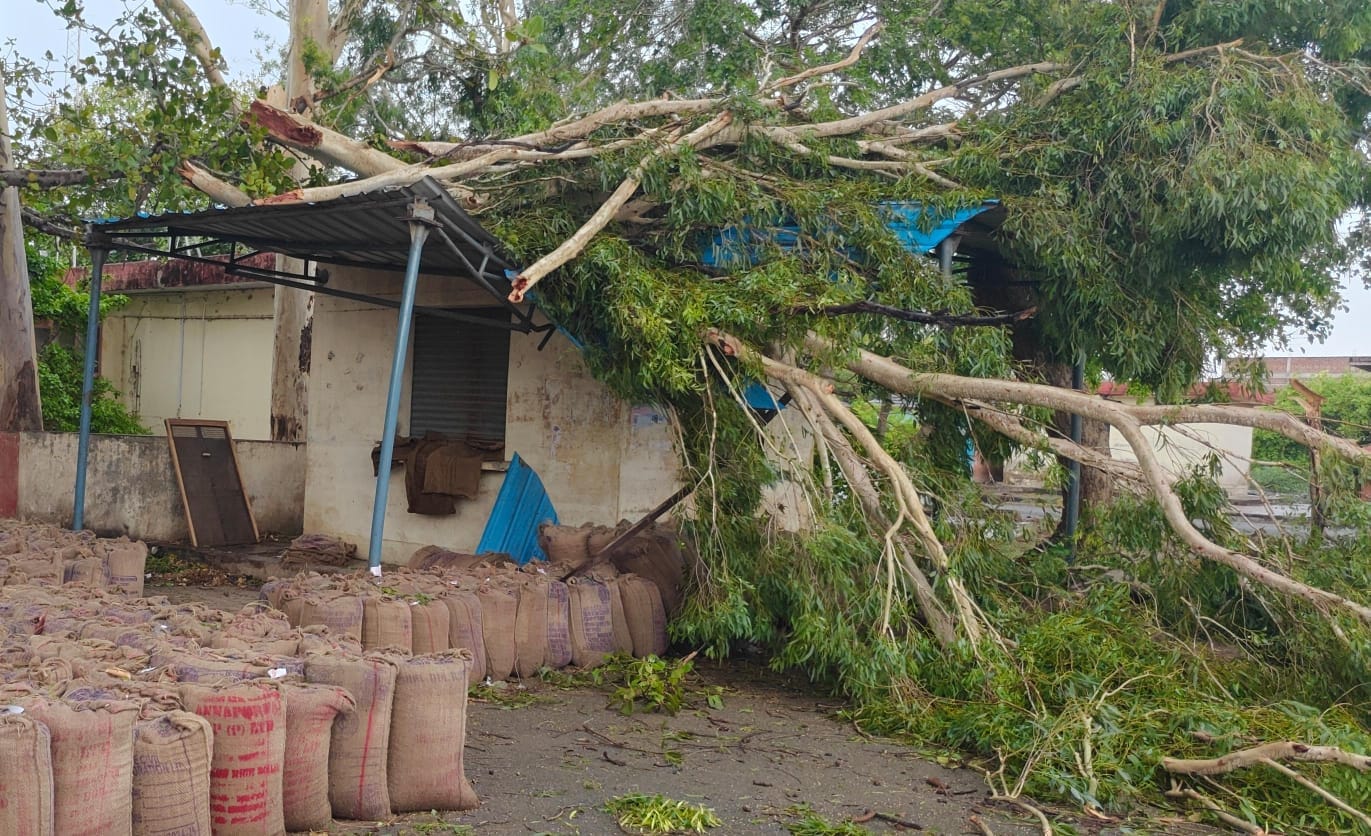 फोटो - 25 कोंच में पेड़ गिरने से क्षतिग्रस्त हुआ मंदिर। संवाद फोटो - 25 कोंच में पेड़ गिरने से क्षतिग्रस्त हुआ मंदिर। संवाद