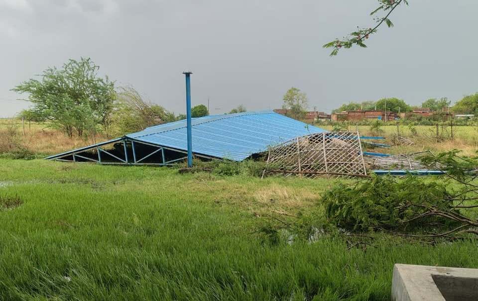 फोटो - 25 कोंच में पेड़ गिरने से क्षतिग्रस्त हुआ मंदिर। संवाद फोटो - 25 कोंच में पेड़ गिरने से क्षतिग्रस्त हुआ मंदिर। संवाद