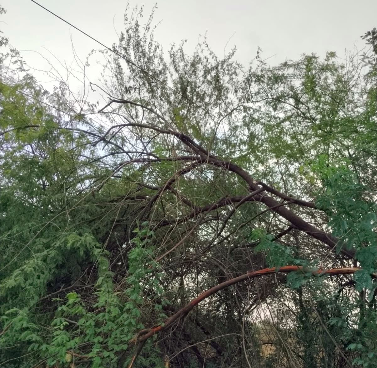 फोटो 29 एमएएचपी 17 परिचय-बघवा खोड़ा गांव में पेड़ टूटकर गिरने से क्षतिग्रस्त स्कॉर्पियो। संवाद फोटो 29 एमएएचपी 17 परिचय-बघवा खोड़ा गांव में पेड़ टूटकर गिरने से क्षतिग्रस्त स्कॉर्पियो। संवाद
