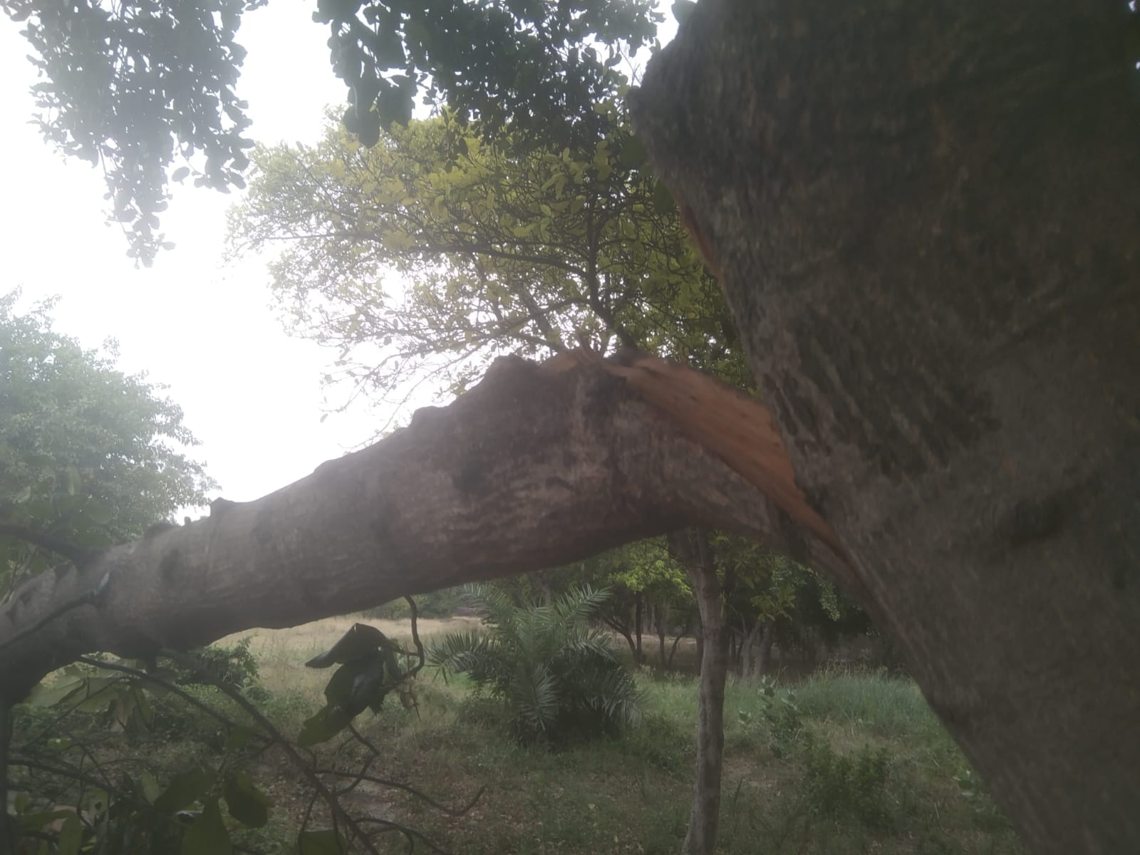 खंभे टूटे, तारों पर गिरे पेड़ खंभे टूटे, तारों पर गिरे पेड़