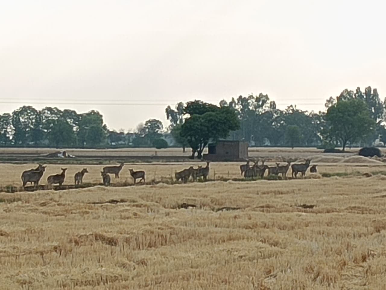 गांव बड़ोपल के क्षेत्र में घूमति नीलगाय। फाइल फोटो