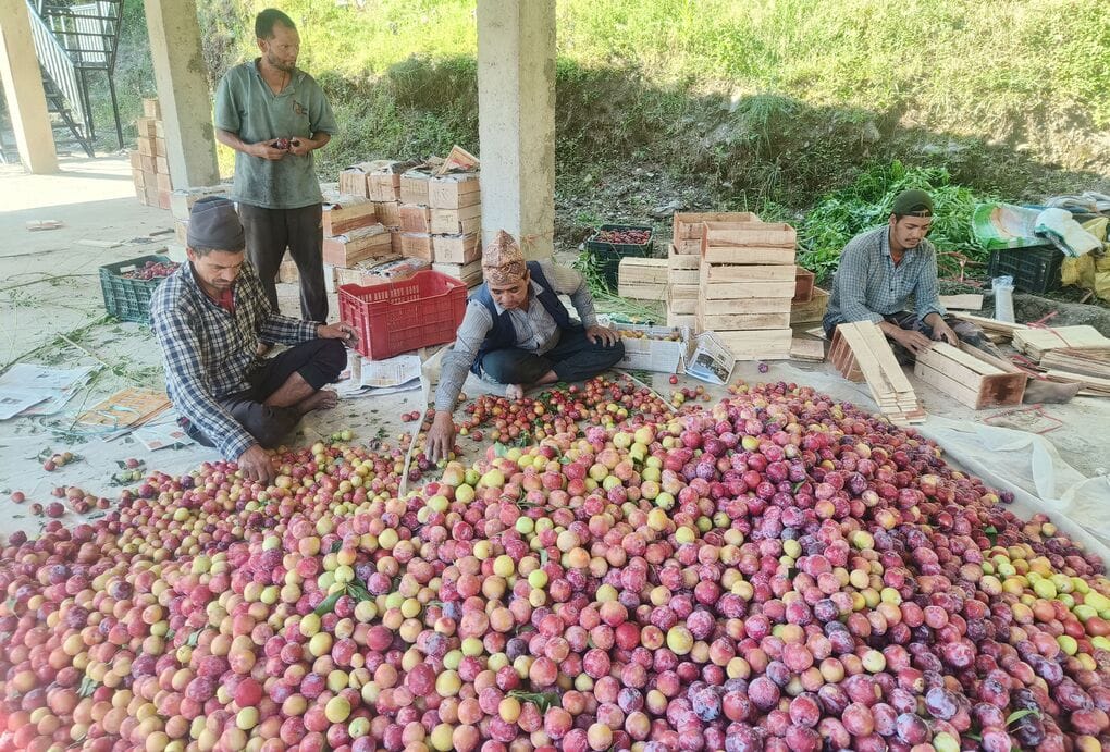 राजपुरा में प्लम के सीजन में जुटे मजदूर। संवाद