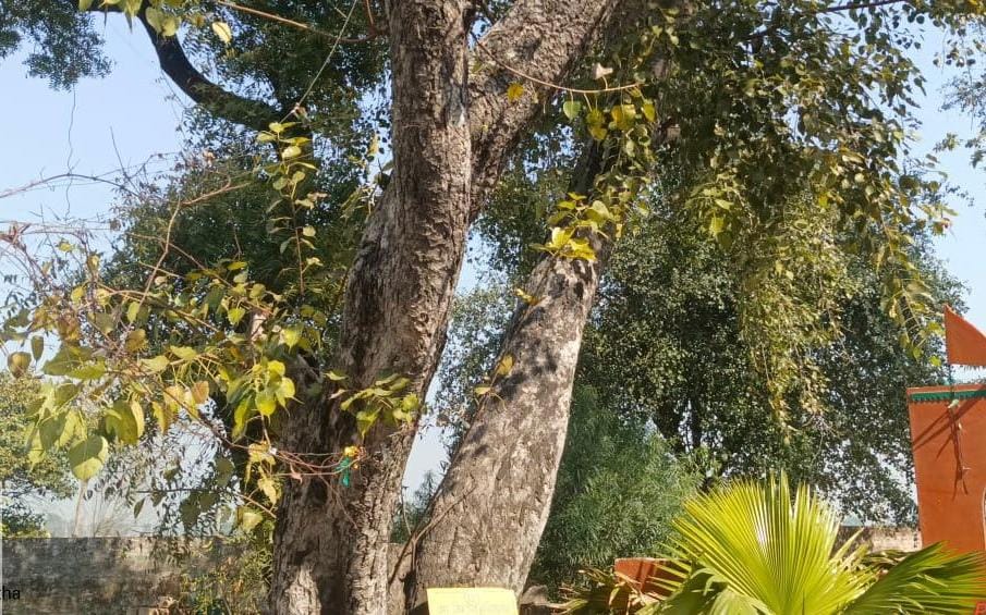भाउपुर गांव में लगभग 150 साल पुराना आम का पेड़।