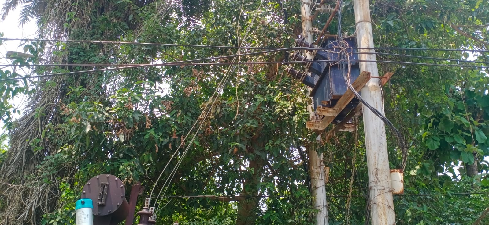 फुलवारी में पेड़ की टहनियों के बीच से गुजरा बिजली का तार-संवाद