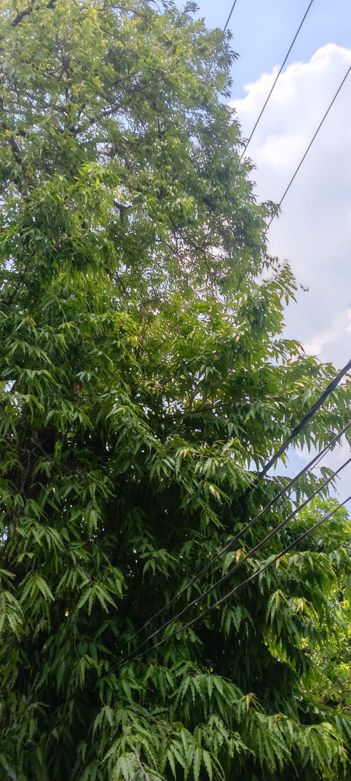 फुलवारी में पेड़ की टहनियों के बीच से गुजरा बिजली का तार-संवाद