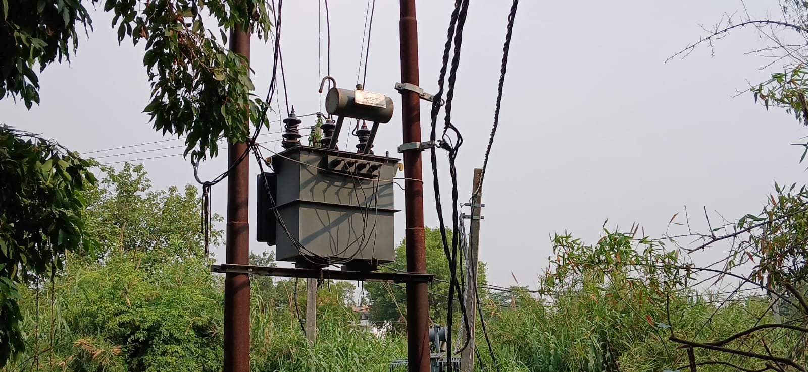 फुलवारी में पेड़ की टहनियों के बीच से गुजरा बिजली का तार-संवाद