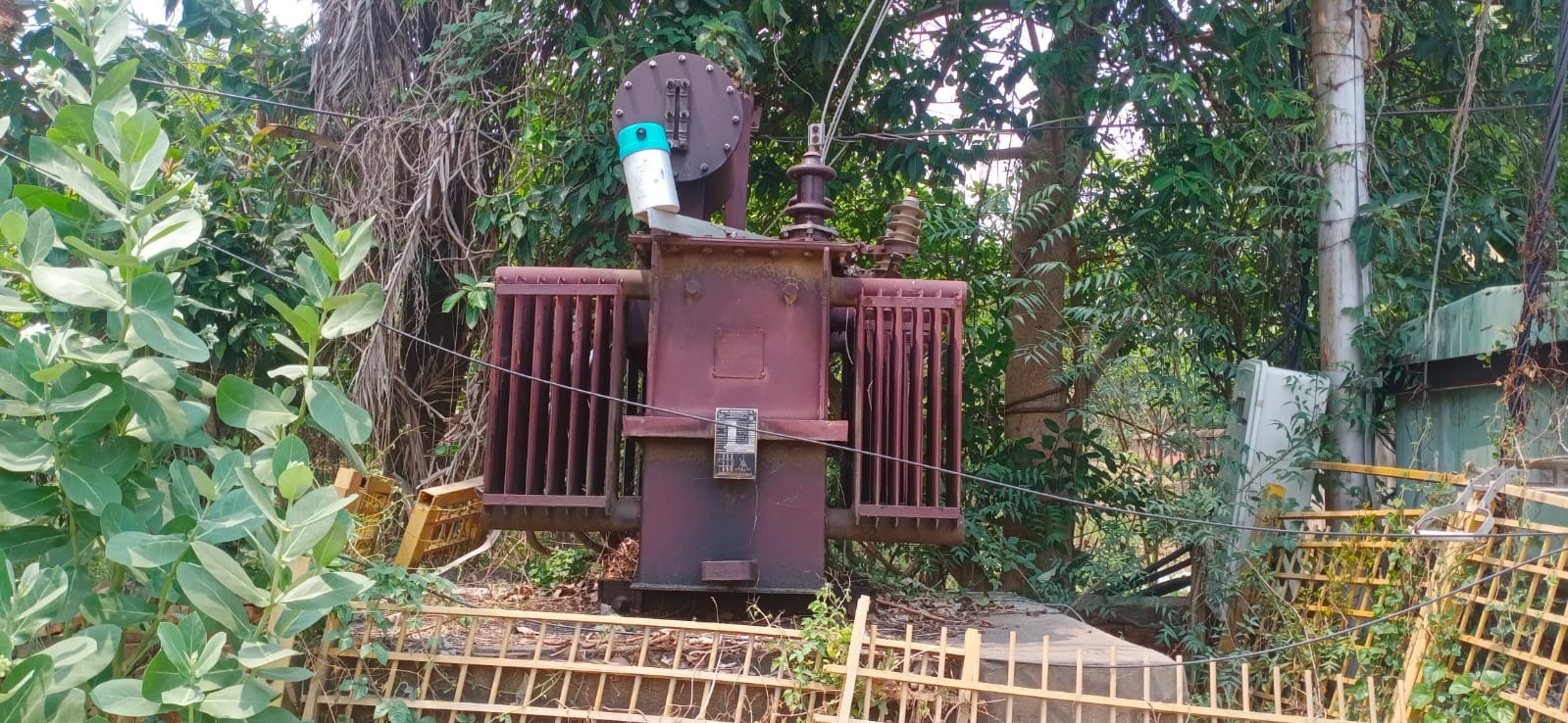 फुलवारी में पेड़ की टहनियों के बीच से गुजरा बिजली का तार-संवाद