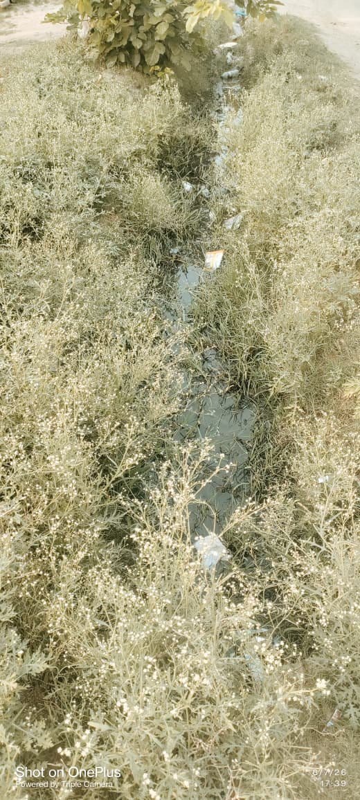सुवंसा नगर पंचायत नहीं साफ हो सकी नाली। संवाद