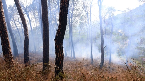 धर्मशाला के डंपिंग साइट के पास जंगल में लगी आग पर काबू पाते अग्निशमन के कर्मी। अमर उजाला