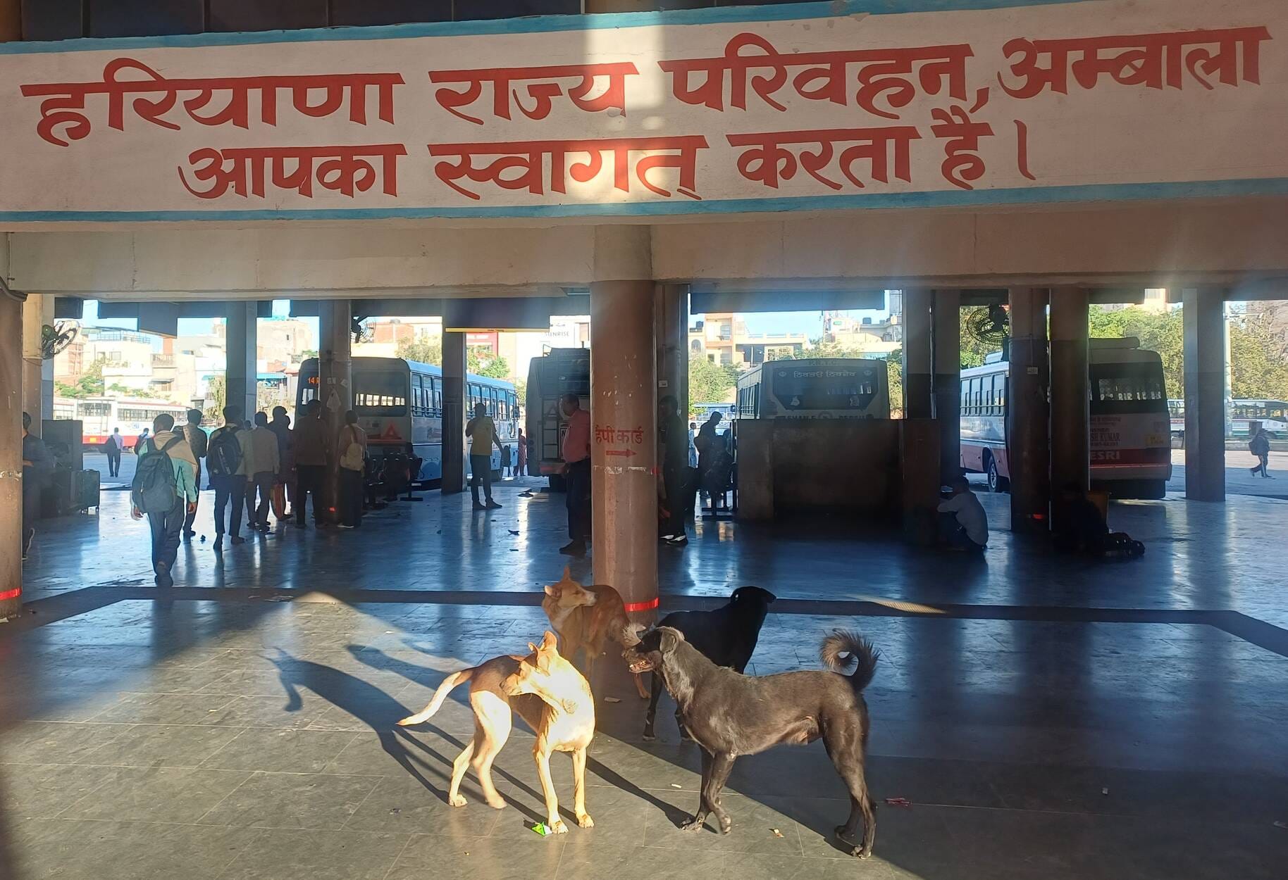 अंबाला छावनी बस अड्डे पर बेखौफ घूमता बेसहारा गोवंश। संवाद अंबाला छावनी बस अड्डे पर बेखौफ घूमता बेसहारा गोवंश। संवाद