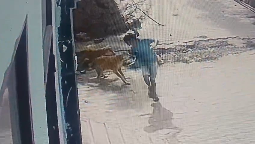 चाचा के घर जा रही 8 साल की मासूम के पीछे पड़े तीन कुत्ते। चाचा के घर जा रही 8 साल की मासूम के पीछे पड़े तीन कुत्ते।
