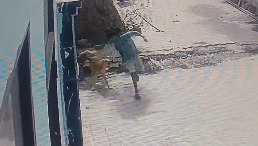 चाचा के घर जा रही 8 साल की मासूम के पीछे पड़े तीन कुत्ते। चाचा के घर जा रही 8 साल की मासूम के पीछे पड़े तीन कुत्ते।