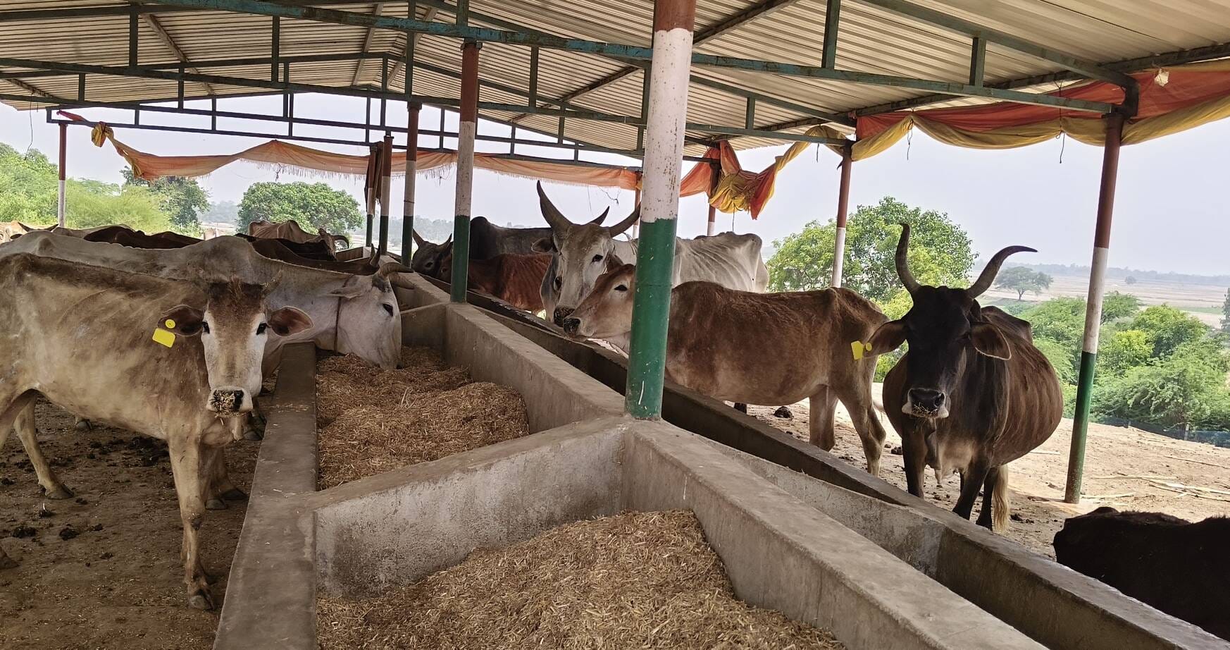 फोटो-23-शहर के कांशीराम कॉलोनी गोशाला में खुले हौज में भरा पानी पीते मवेशी। संवाद