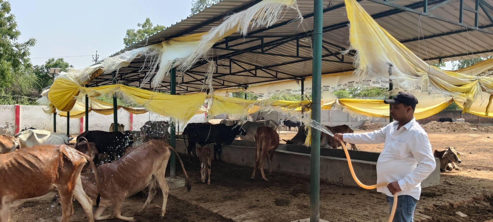 फोटो-27-रामनगरिया गोशाला में टीम के साथ जांच करते सीवीओ डॉ. विनोद कुमार। स्रोत: कर्मी।