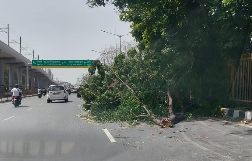 फरीदाबाद चार्मवुड विलेज में मंगलवार रात को आई आंधी में गिरे पेड़ की नीचे दबी कारें। संवाद