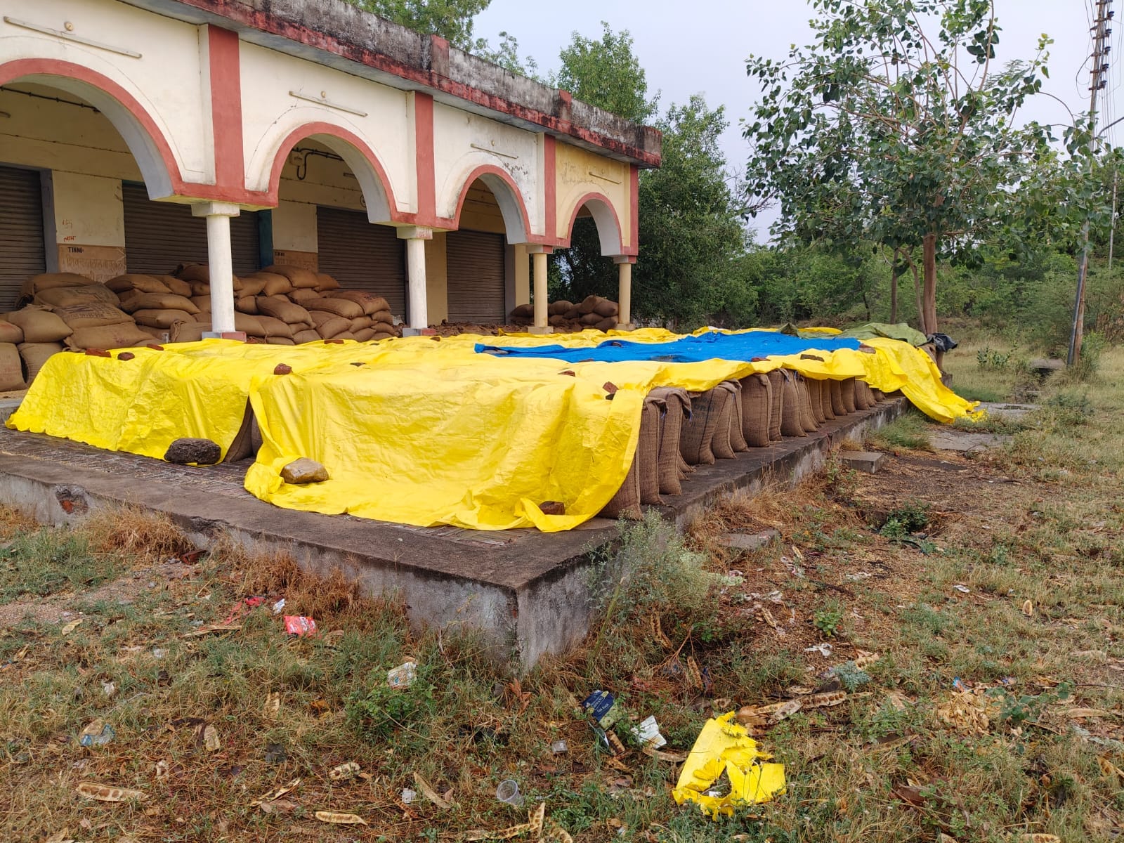 फोटो- 27 बारिश से बिछ गई मूंग की फसल। संवाद फोटो- 27 बारिश से बिछ गई मूंग की फसल। संवाद