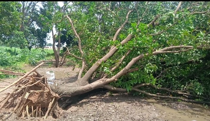 गांव ततीना में तूफान की चपेट में आकर धनपुर तोफापुर मार्ग पर टूटकर गिरे पडे पेड। (मवाना) गांव ततीना में तूफान की चपेट में आकर धनपुर तोफापुर मार्ग पर टूटकर गिरे पडे पेड। (मवाना)
