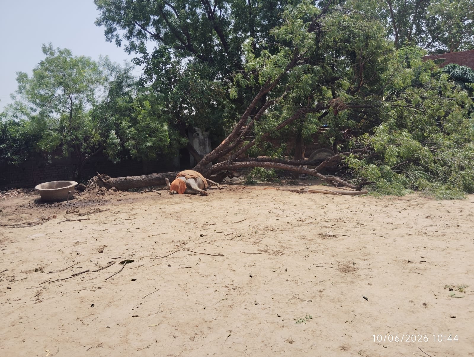 मंसूराबाद क्षेत्र में मगलवार की रात आए चक्रवाती तूफान से लाई गांव के मुख्य मार्ग पर गिरा पेड़, मंसूराबाद क्षेत्र में मगलवार की रात आए चक्रवाती तूफान से लाई गांव के मुख्य मार्ग पर गिरा पेड़,