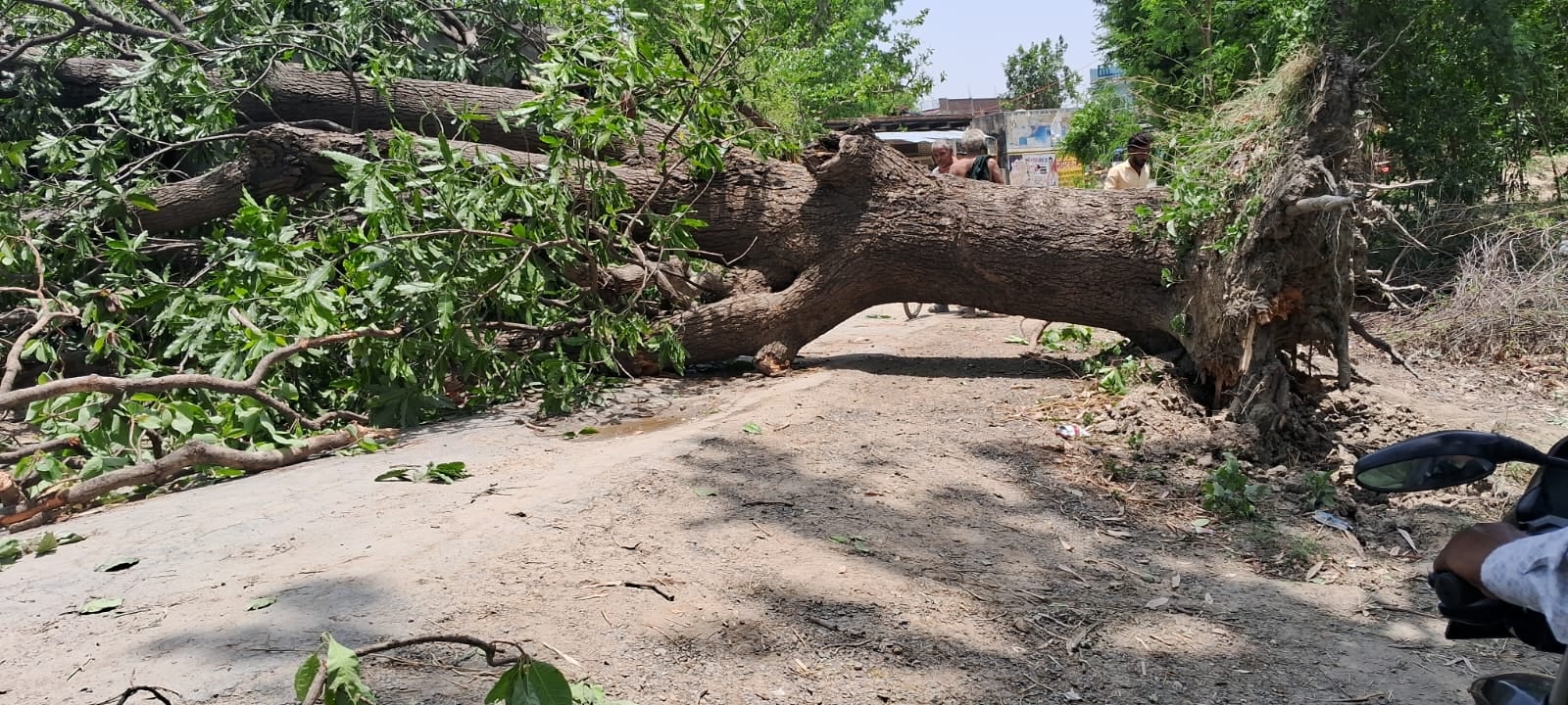 मंसूराबाद क्षेत्र में मगलवार की रात आए चक्रवाती तूफान से लाई गांव के मुख्य मार्ग पर गिरा पेड़, मंसूराबाद क्षेत्र में मगलवार की रात आए चक्रवाती तूफान से लाई गांव के मुख्य मार्ग पर गिरा पेड़,