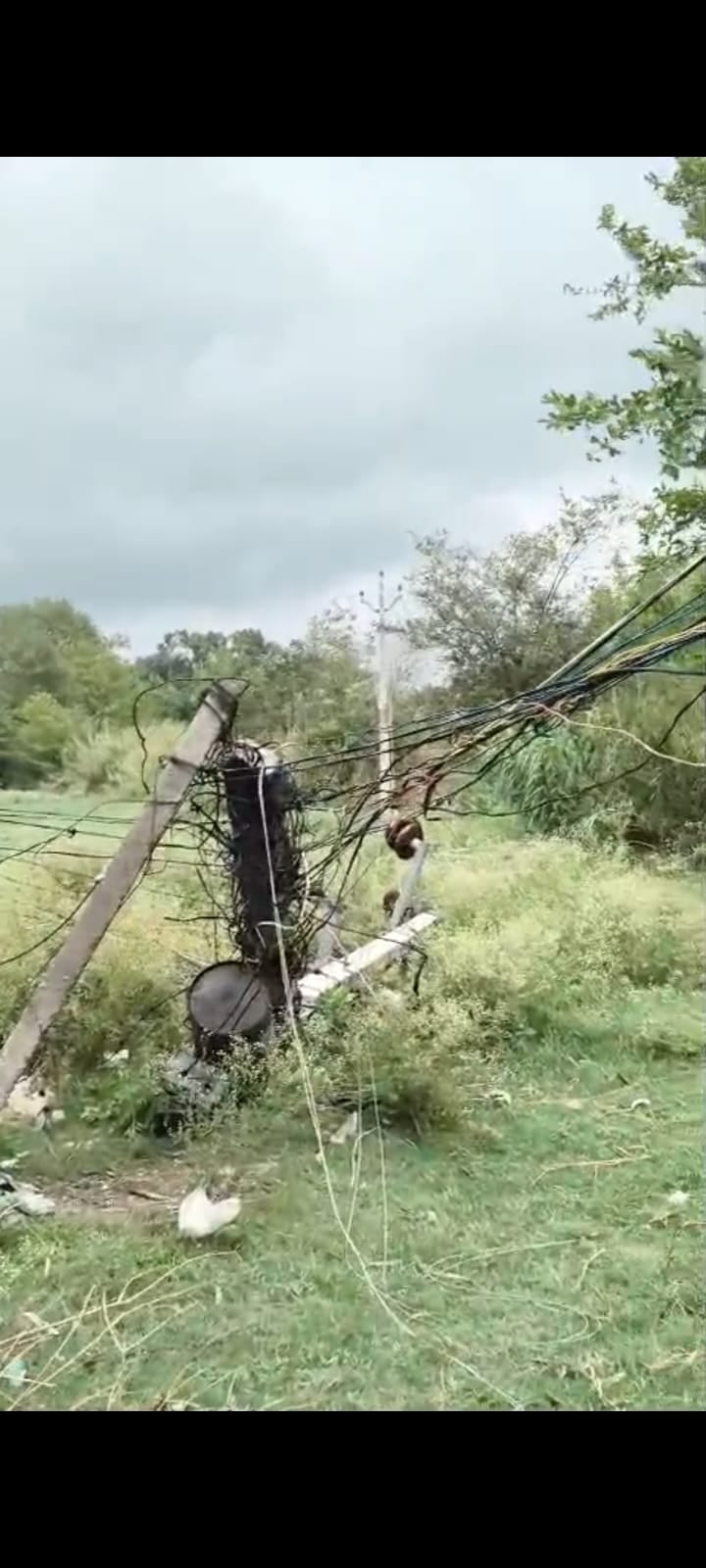 आंधी से सागौन का पेड़ गिरने से क्षतिग्रस्त एसडीओ बदलापुर की बोलेरो। संवाद