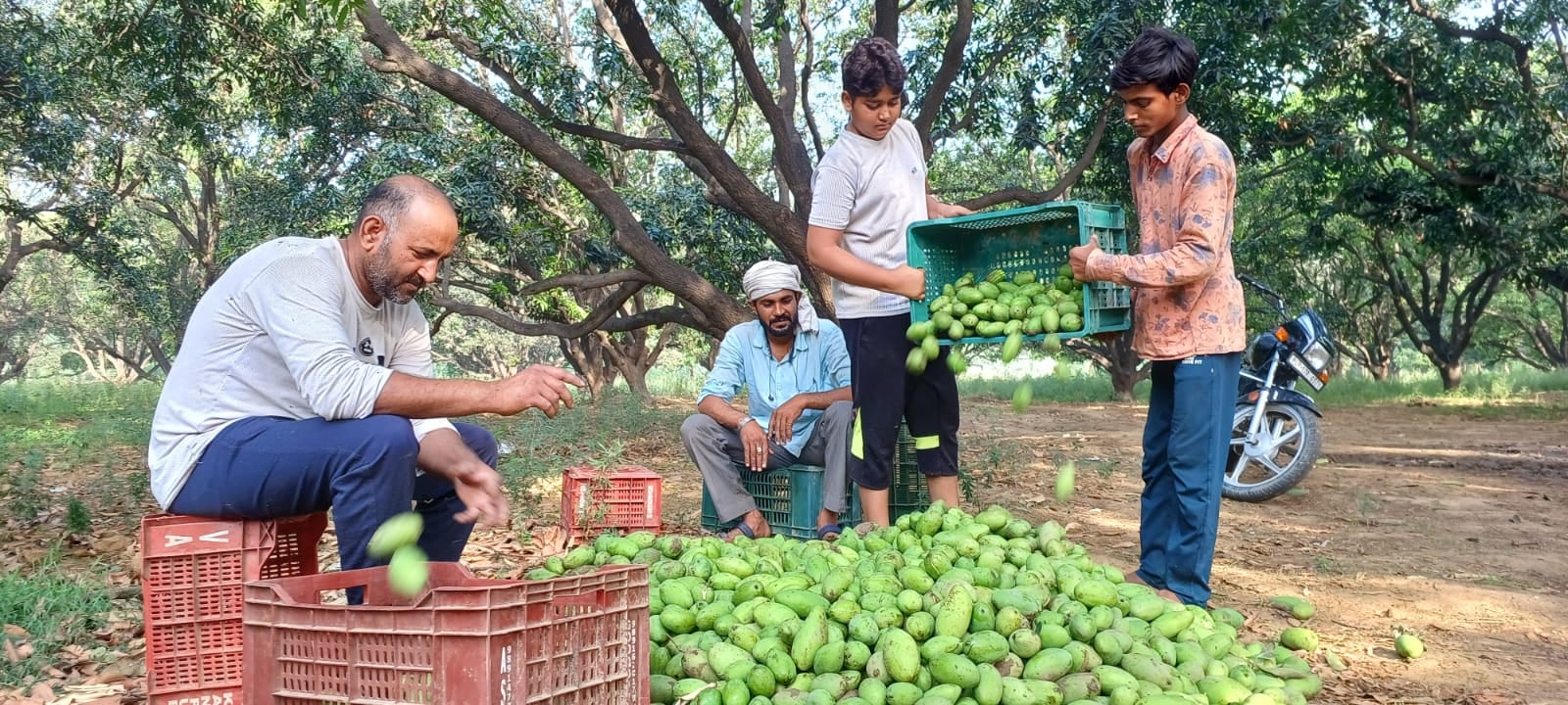 रटौल में बारिश के दौरान गिरी मक्का की फसल। संवाद रटौल में बारिश के दौरान गिरी मक्का की फसल। संवाद