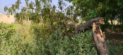 रटौल में बारिश के दौरान गिरी मक्का की फसल। संवाद रटौल में बारिश के दौरान गिरी मक्का की फसल। संवाद