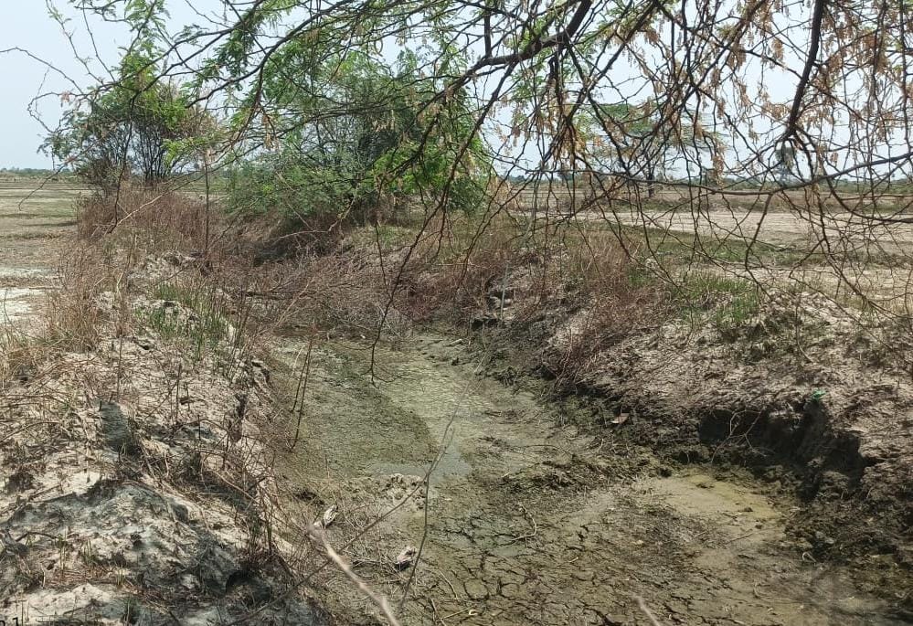 हरदू नाला में उगी झाड़ियां। संवाद हरदू नाला में उगी झाड़ियां। संवाद