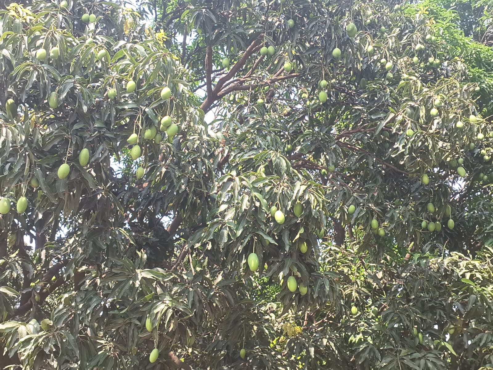 रामनिवास