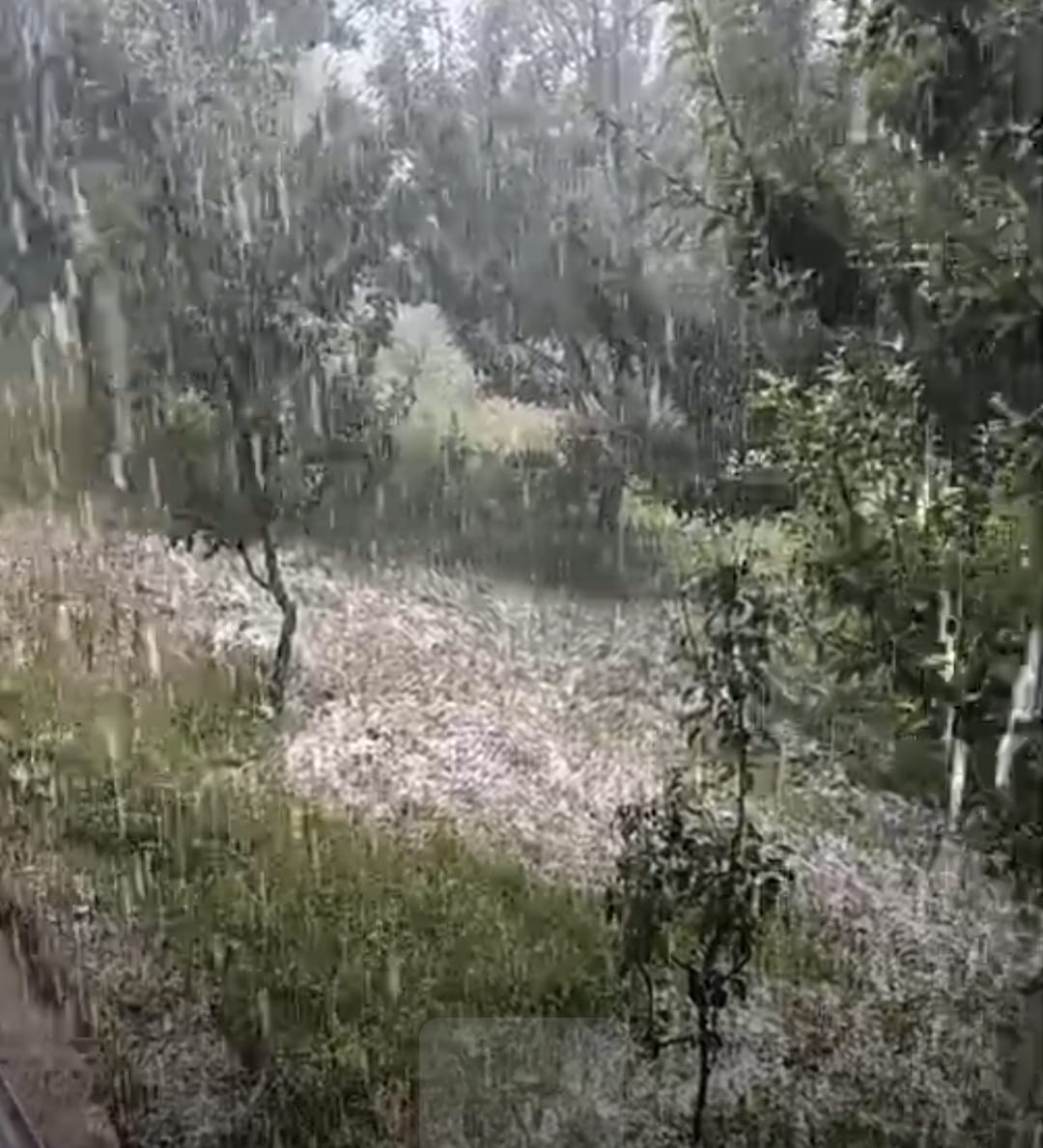 चौपाल में सोमवार को ओलावृष्टि से तबाह हुई फसलें। संवाद चौपाल में सोमवार को ओलावृष्टि से तबाह हुई फसलें। संवाद