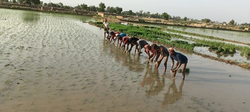 15 ढांड 01 धान की रोपाई करते हुए प्रवासी मजदूर। 15 ढांड 01 धान की रोपाई करते हुए प्रवासी मजदूर।