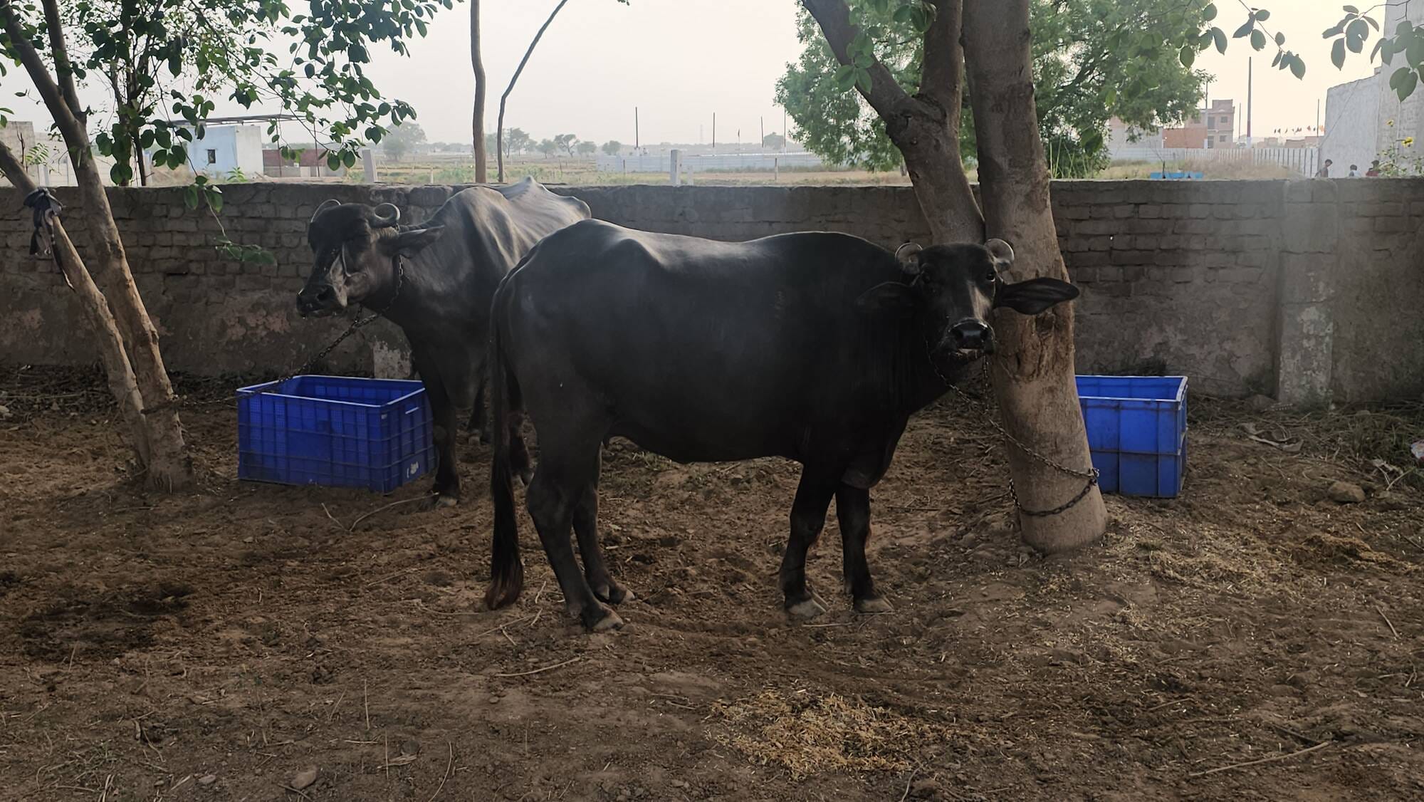 फोटो नंबर 71: नंगला गांव के खेल स्टेडियम में बनाए गए जिम में पड़ा टूटा सामान। (संवाद) फोटो नंबर 71: नंगला गांव के खेल स्टेडियम में बनाए गए जिम में पड़ा टूटा सामान। (संवाद)