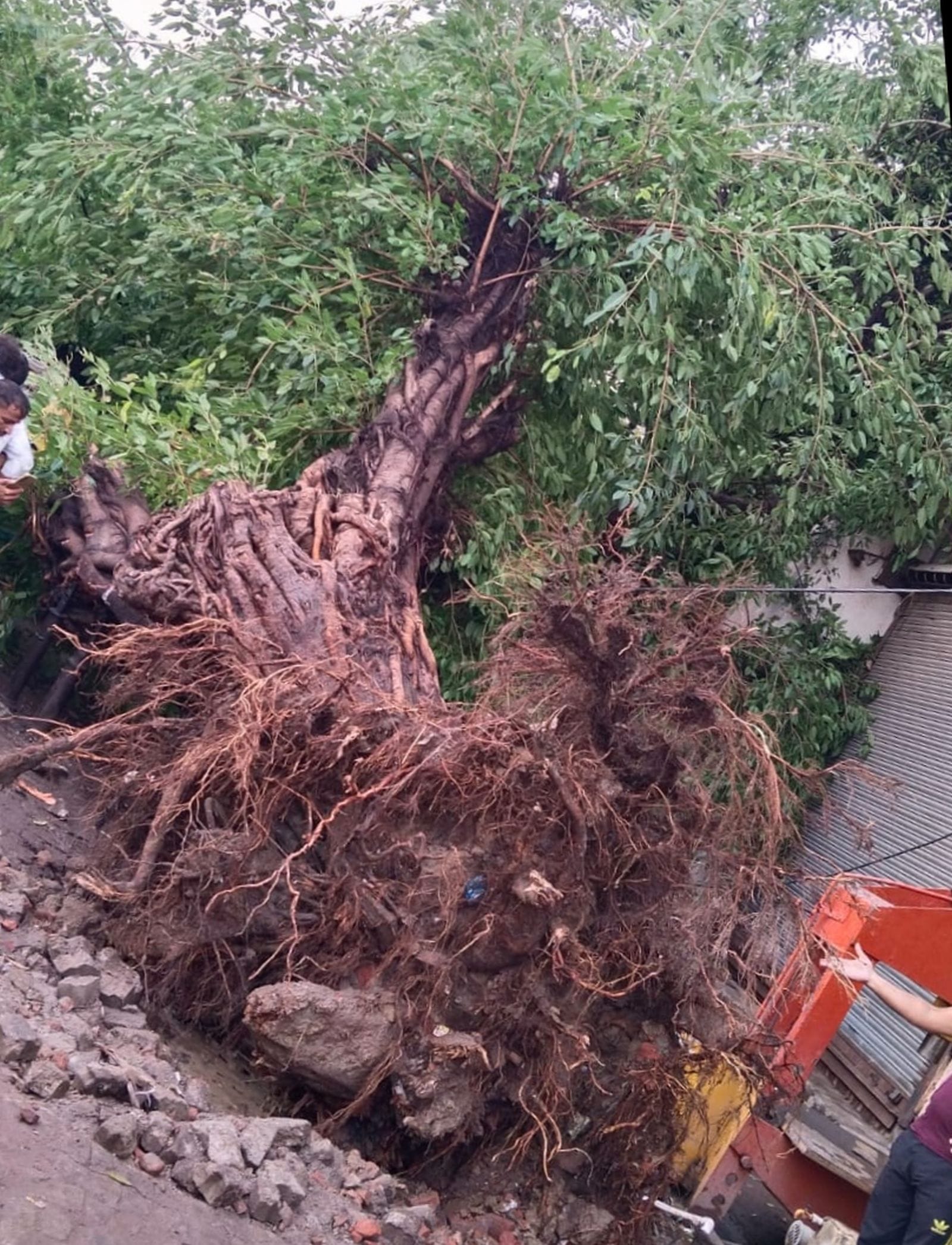 गद्दी चौक पर टेंपो के ऊपर पेड़ गिरने से उसमें बैठी युवती की दबकर मौत हो गई। संवाद