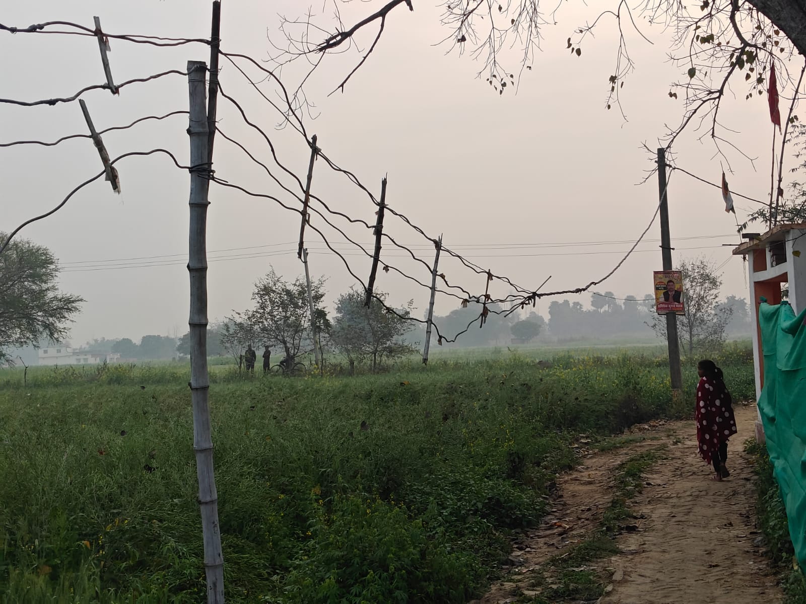 जगदीशपुर विद्यापति गांव में बांस के सहारे गुजरता बिजली का तार। संवाद जगदीशपुर विद्यापति गांव में बांस के सहारे गुजरता बिजली का तार। संवाद