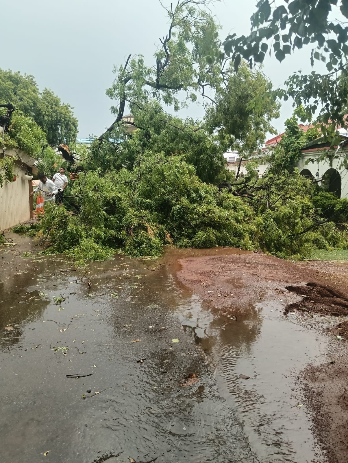 बारिश के बीच बरियाघाट मार्ग पर छाता ओढ़कर गुजरता साइकिल सवार।- संवाद। बारिश के बीच बरियाघाट मार्ग पर छाता ओढ़कर गुजरता साइकिल सवार।- संवाद।