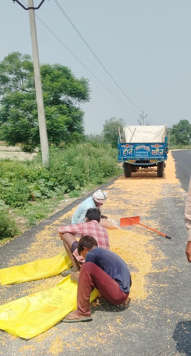 बरेली- मथुरा हाईवे पर फैली मक्का के बराबर वाली लेन से निकलती रोडवेज बस। संवाद बरेली- मथुरा हाईवे पर फैली मक्का के बराबर वाली लेन से निकलती रोडवेज बस। संवाद