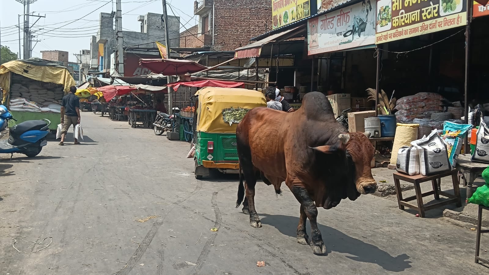 कबूतर चौक स्थित सब्जी मंडी में घूमता गोवंश। संवाद कबूतर चौक स्थित सब्जी मंडी में घूमता गोवंश। संवाद