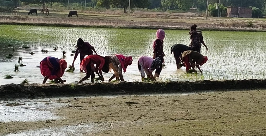 लालगंज क्षेत्र में सूखी पड़ी माइनर। संवाद