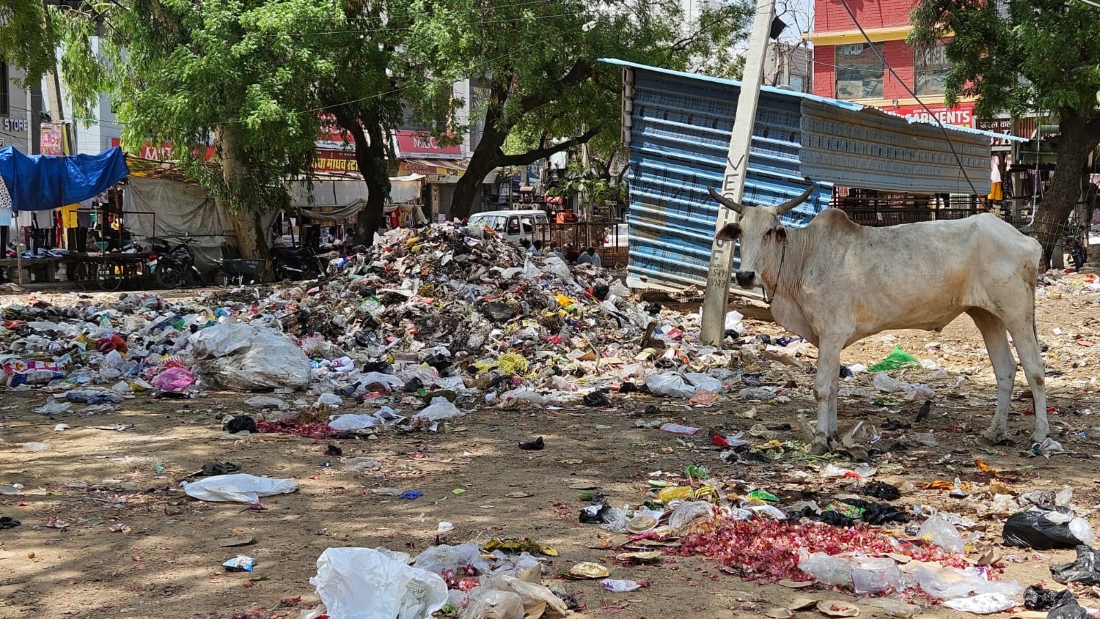फोटो 4 नरवाना। लोहा मंडी स्थित सार्वजनिक शौचालय के सामने लगे कचरे के ढेर में बैठे आवारा पशु। सं फोटो 4 नरवाना। लोहा मंडी स्थित सार्वजनिक शौचालय के सामने लगे कचरे के ढेर में बैठे आवारा पशु। सं