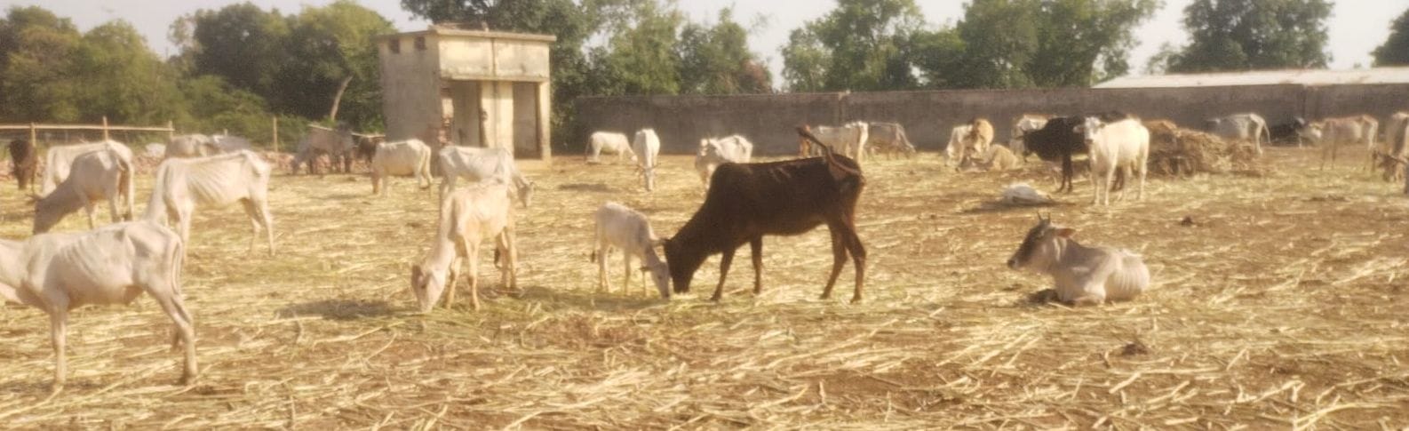 कांट के इंदेपुर गांव की गोशाला में सूखा भूसा खातीं गाय। संवाद