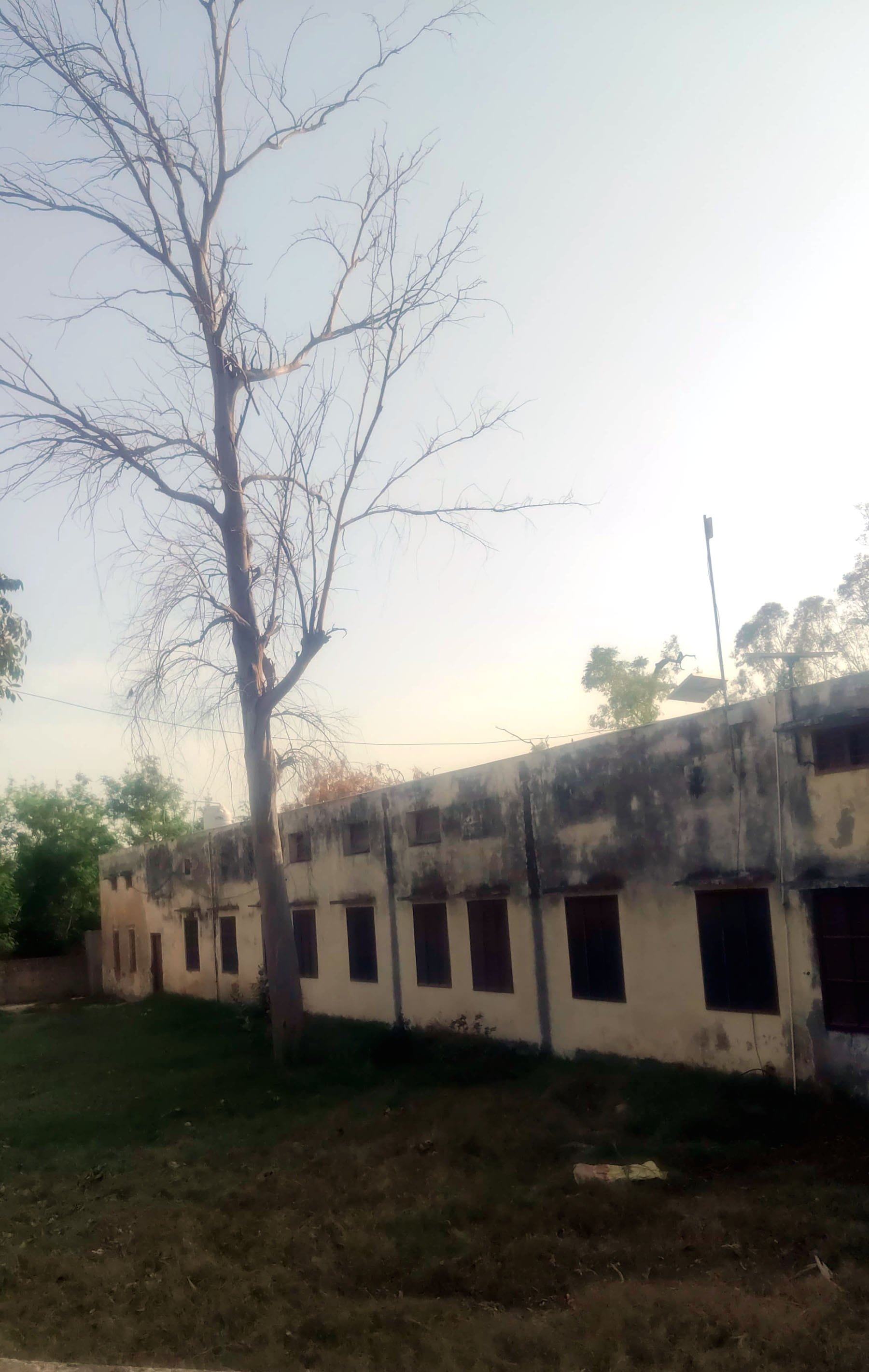 स्कूल परिसर में खड़ा सफेदे का सूखा पेड़। संवाद स्कूल परिसर में खड़ा सफेदे का सूखा पेड़। संवाद
